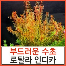로탈라인디카