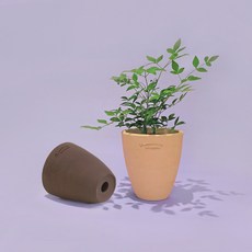 로자리안토분