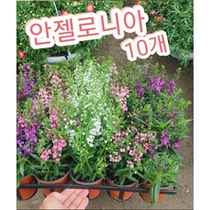 안젤로니아꽃 10개/안젤로니아는 천사의 얼굴이라는 꽃말