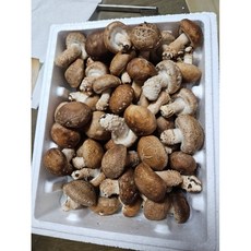국내산 무농약 산지직송 고기식감 송화버섯, 1박스, 3kg(3등급)