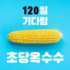 구례 김상수 초당옥수수 [특품 15cm이상] 지금 발송중, 1box, 10개입
