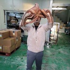 [산지직송] 당일조업 자연산 돌문어 1.4kg-1.5kg내외 / 1마리, 1개, 1.4kg-1.5kg (1미)
