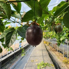 에스티로더패션프루트