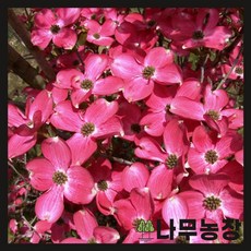 (나무농장) 미꽃산딸나무 체로키치프 R3 내외 개화주 분, 1개