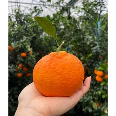 제주삼촌 햇 레드향 14brix 이상 고당도 제주레드향 10kg 5kg 3kg, 1개, 제주 레드향, 5kg 특대과