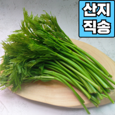 [전북 진안 산지직송] 신선한 여름두릅 드룹 두룹, 여름두릅 500g, 500g, 1개