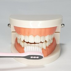 추천3 치아모형