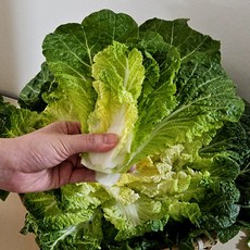 진도 제철 봄동 배추 겨울배추 1kg /3~6입, 없음, 1개