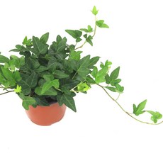 골든듀해피블룸3