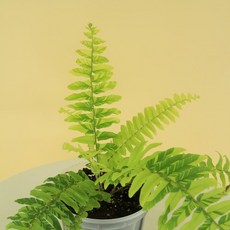 무늬보스턴고사리