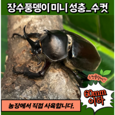 홍다리사슴벌레