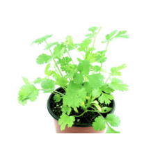 ebcbcbe165737df6ecd79761899a70fd82c0d1a5834658f03c2ff70241f6.png
