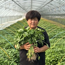 해남 고구마순 고구마모종 종자 꿀 호박 밤 자색