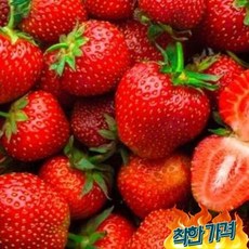 추천8 딸기2kg