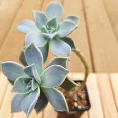 석연화