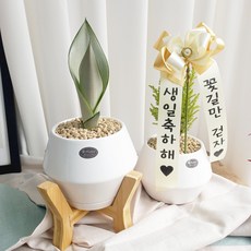 우주선 화분 문샤인산세베리아 율마선택 - 공기정화식물 개업 임신 승진 집들이 축하, 율마, 1개