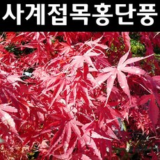 틔움해찬 단풍나무 묘목 사계홍단풍 블러드굿 5주 SET