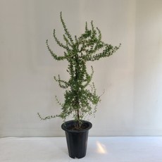 클리핑로즈마리