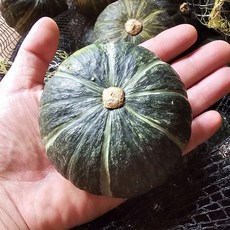 남해 보우짱 밤호박 남해 미니밤호박 남해 미니단호박 남해단호박 남해밤호박, 중, 5kg 15-20개, 1개, 5kg 15-20개 중
