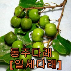 크랜베리나무