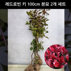 홍가시나무 레드로빈 키100cm 분묘 2개 세트 상록수 울타리용 조경수 묘목 화분