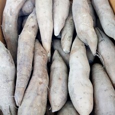 햇 국내산 야콘 프리미엄급 최상급 생 야콘 야생 야콘 혈당 조절에 좋은 식품, 1개, 9kg