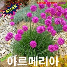 너도부추