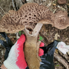 피로회복 노화방지 기력회복 능이버섯, 1박스, 2kg