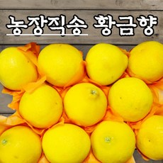 섬곳간황금향5kg