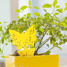 승진화분울산미세먼지 TOP01