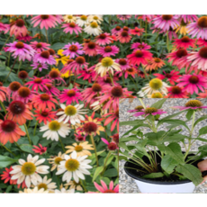 에키네시아모종