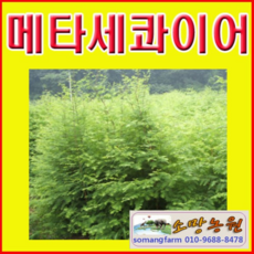 바늘나무두그루카시트