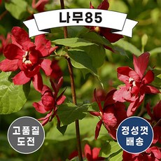 (나무85) 자주받침꽃(하트레이지와인)15cm포트, 1개