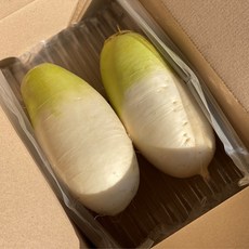 [작은크기]햇무 무우 2개 2kg 내외