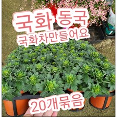 국화-동국-감국 20개박스/노지월동 1년의 맨끝을 지키는 강한 국화꽃, 20개, 20개