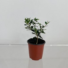올리브나무 소형 1+1 실내공기정화식물 인테리어식물