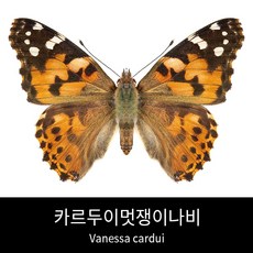 589467004cc260d6e39ae3e4647b8d1db539399d127b365abd7c64c05ab6.jpg