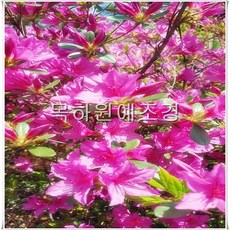 철이든나무