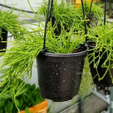 립살리스부사완