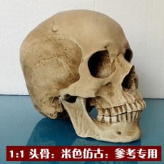 다이캐스트 고정밀도 실제모방 두개골 모형 할로윈데이 나무수지 해골머리 의학 이마 미술 회화 따라그리기 택배, T04-1:1두개골 : 베이지색 앤티크 : 참고 전용