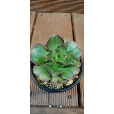 호랑이배꼽양조장