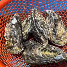 통영 삼베체굴 석화 개체굴 벚굴 바위굴하프셀, 1개, 바위굴 원물(껍질포함) 1kg