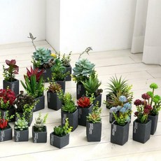 조화 다육식물 선인장, 10_홍채각 화분_그린