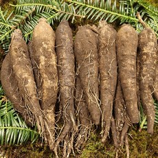 제주도 햇 더덕 선물용 왕특 1kg, 없음, 1개