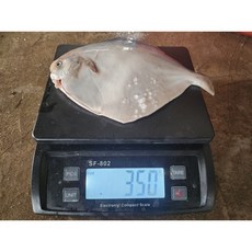 완도 손질 병어 특대 (30cm 350g전후) 제수용 제사용 병치 덕자 조림 구이, 1개