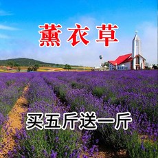 뽕나무분재