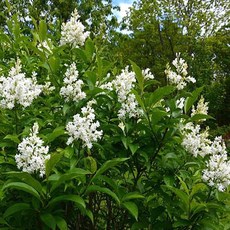 핀란디아뉴캠프