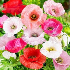 [모야모 꽃씨] 꽃양귀비 6종 씨앗 선택구매, 천사의합창(겹꽃) 혼합색 50립, 1개