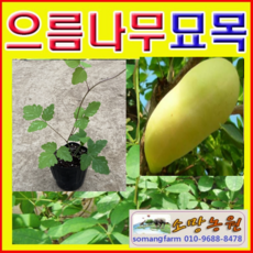 오늘식물