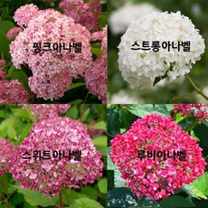 [서진스토어] 아나벨 수국 4종모음 5치화분 (루비아나벨 스위트아나벨 스트롱아나벨 핑크아나벨 )개화주, 1개